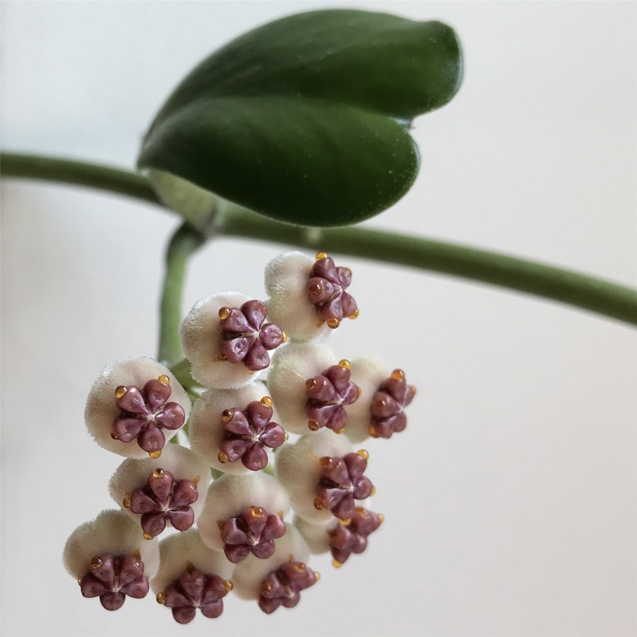 Мирт обыкновенный растение