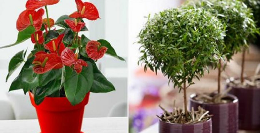 Цветок Антуриум красный