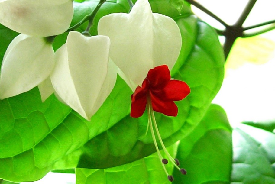 Азалия комнатная