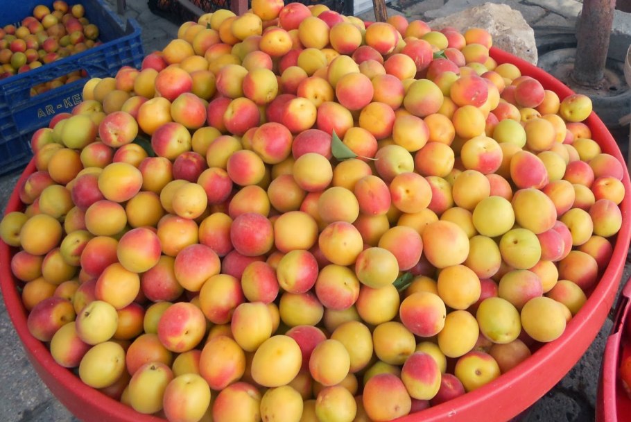 Цогол абрикос