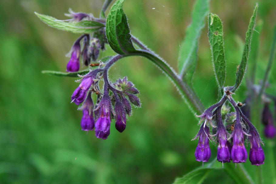 Symphytum officinale окопник
