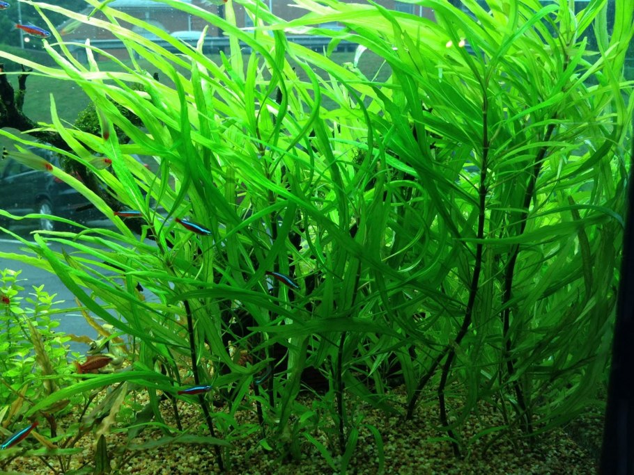 Апоногетон волнистый