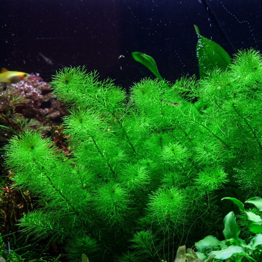 Людвигия ред аквариумное растение
