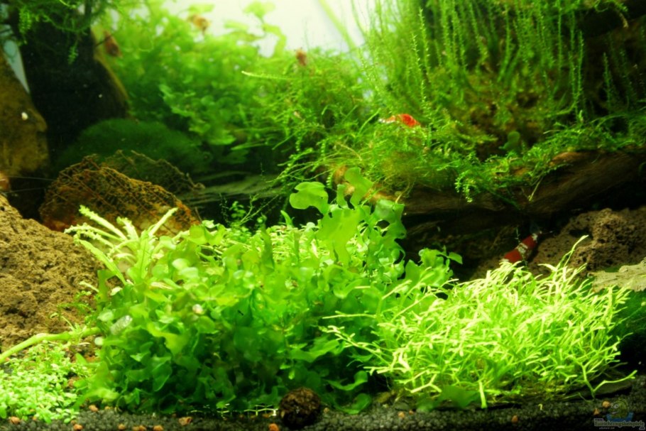 Ротала индийская (Rotala Indica)
