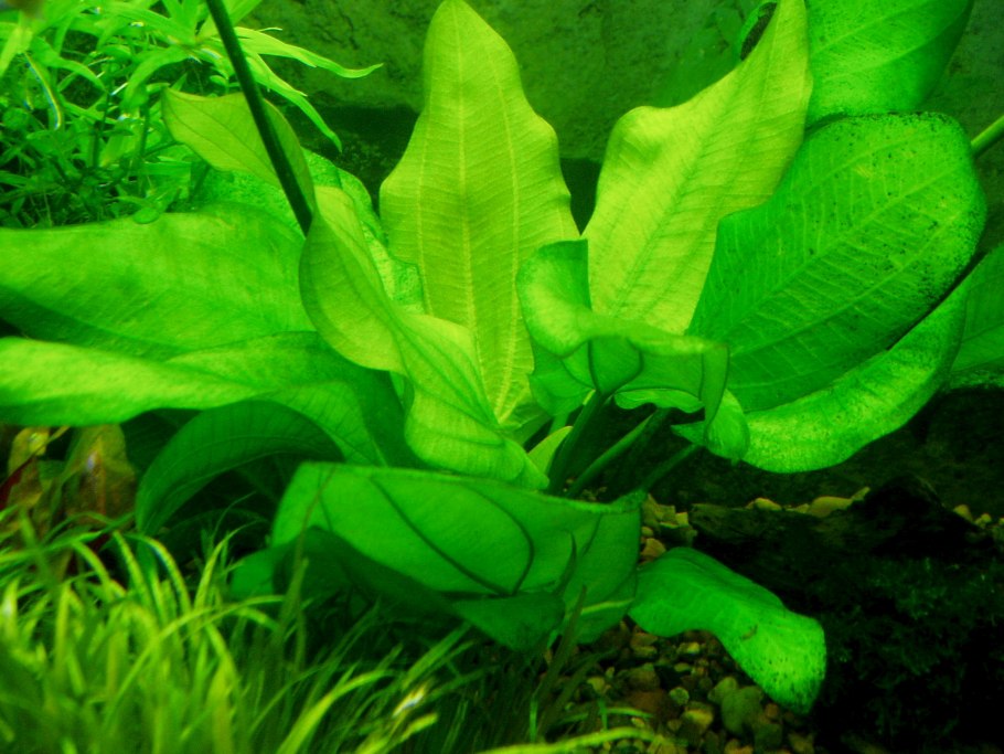 Роголистник Лисий хвост