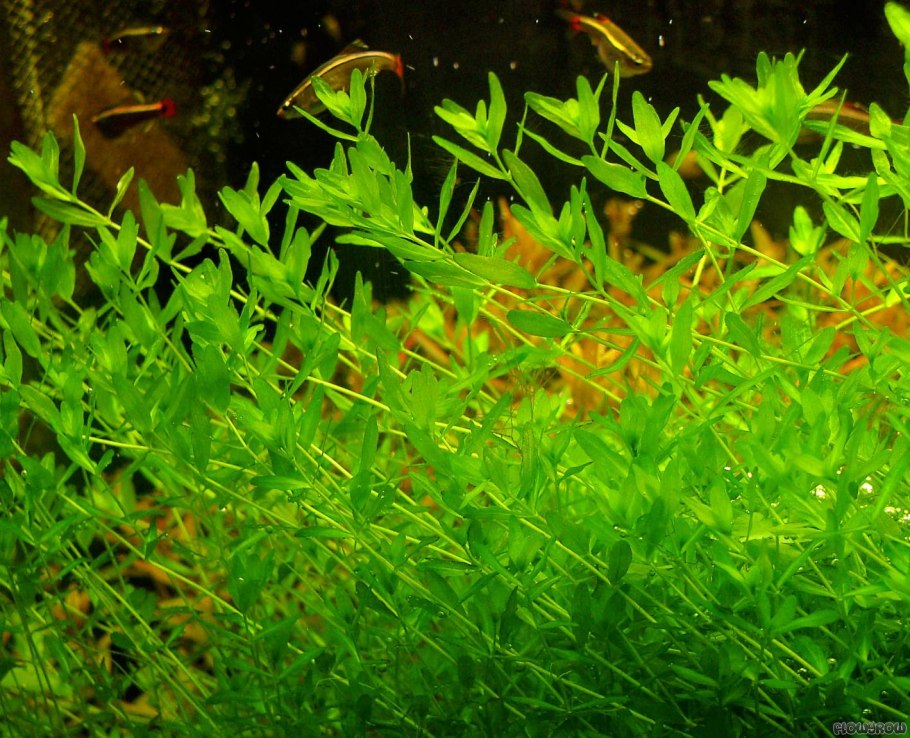 Эхинодорус Блехера аквариумное