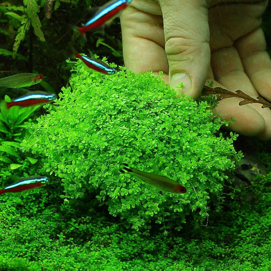 Лимнофила Королевская