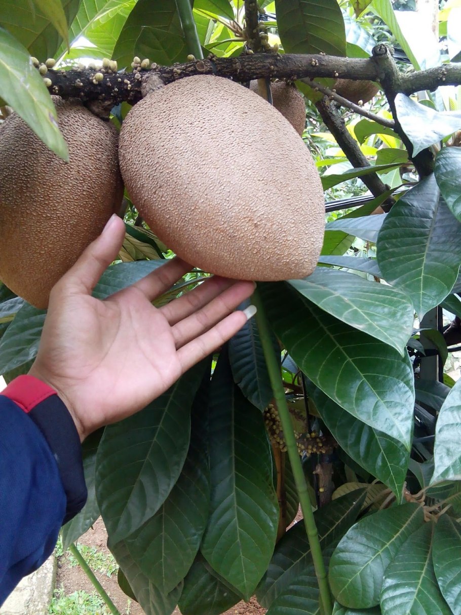 мамея что за фрукт. маммея американская. саподилла косточки. мамея что за фрукт. мамея.