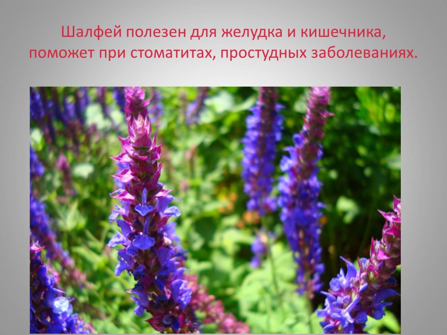 Лекарственные травы Алтайского края