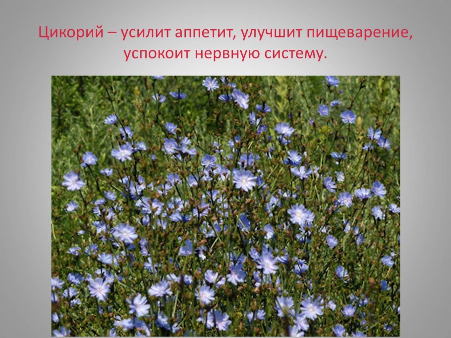 Травянистые растения Краснодарского края