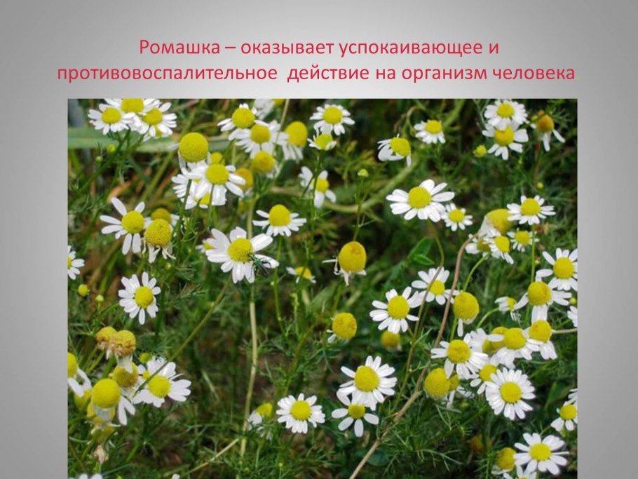 Лечебное растение Ромашка