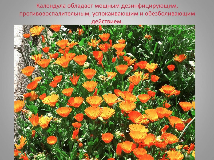 Полезные растения Алтайского края