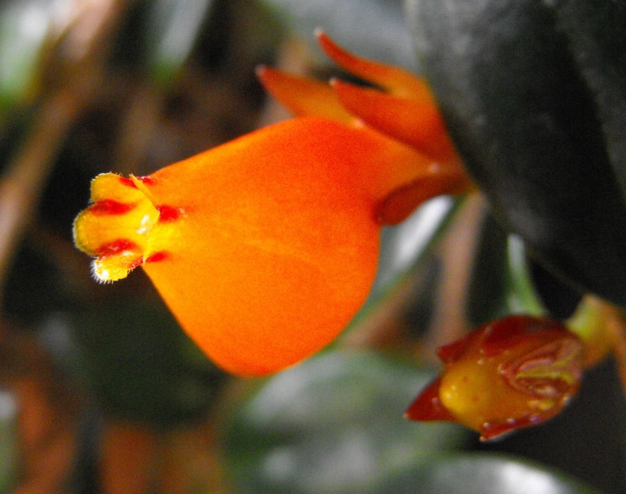 Нематантус (Золотая рыбка цветок)