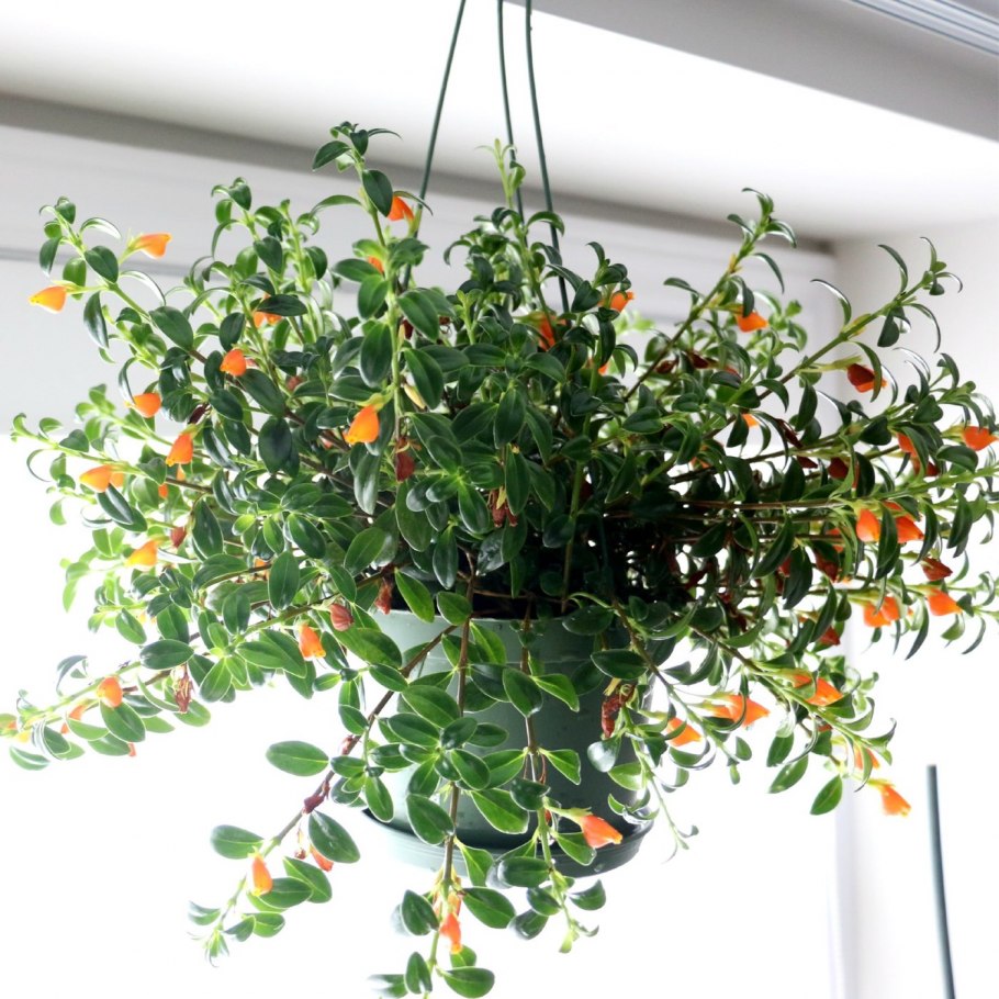 Нематантус грегариус