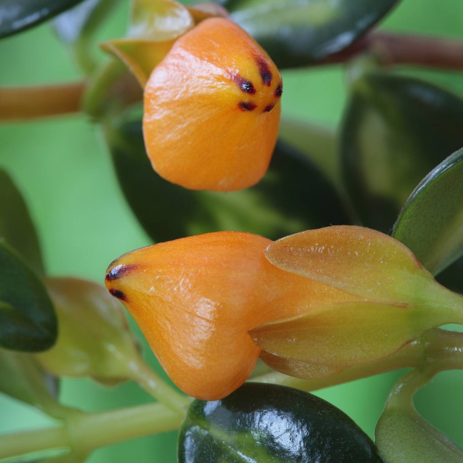 Интересные факты о золотой рыбке