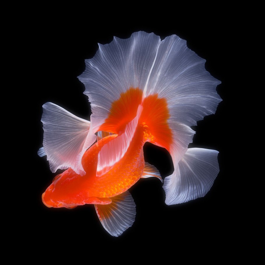 Нематантус грегариус