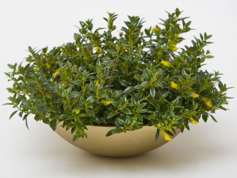 Нематантус (Золотая рыбка цветок)