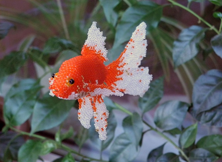 Гипоцирта колумнея