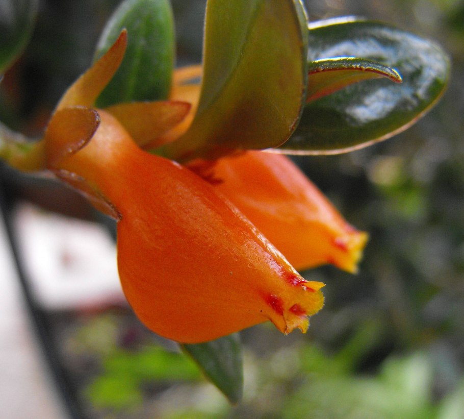 Нематантус Ветстайна