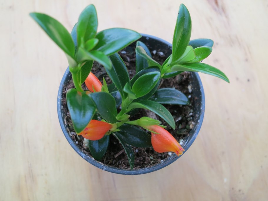 Нематантус суккулент