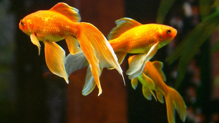 Goldfish Goldfish poem