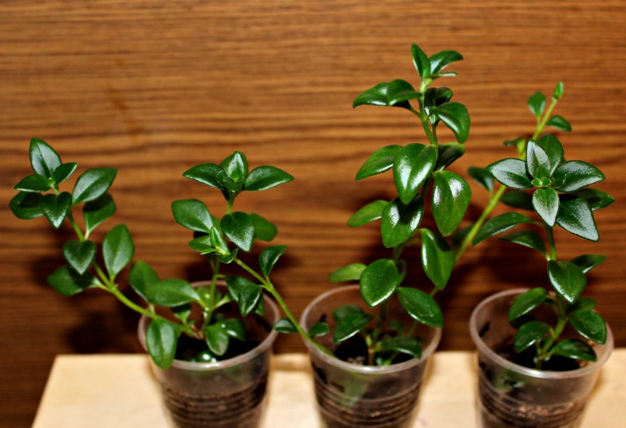 Нематантус комнатный