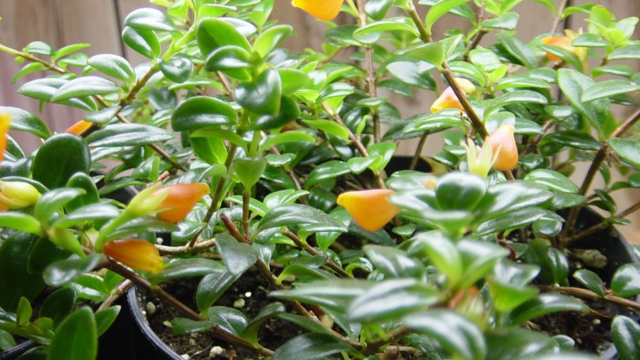 Гипоцирта колумнея