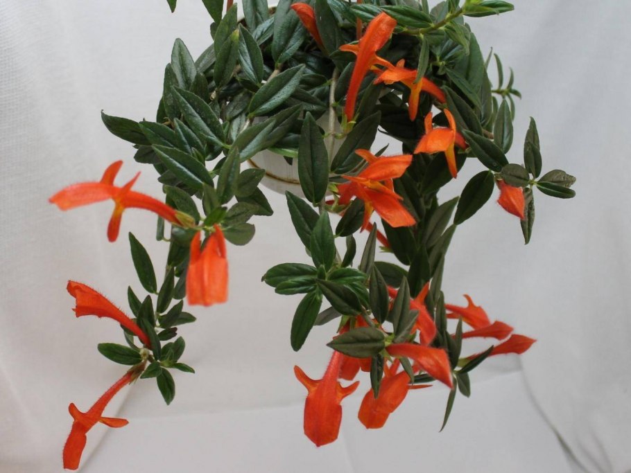 Колумнея глориоза