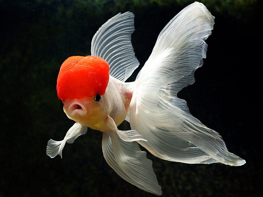 Фото золотой рыбки из сказки