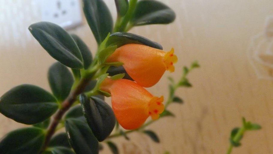 Нематантус (Золотая рыбка цветок)