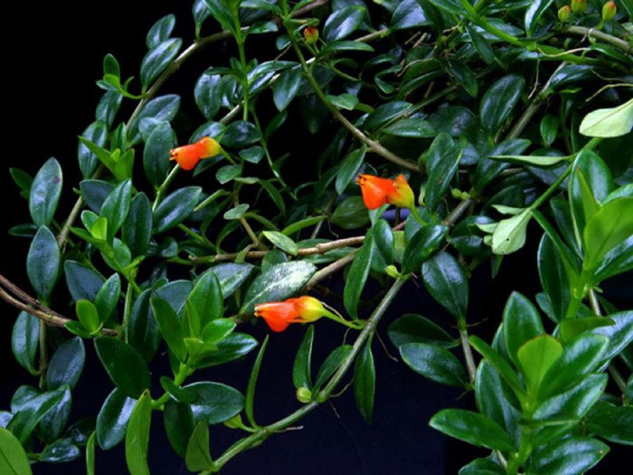 Нематантус Ветстайна