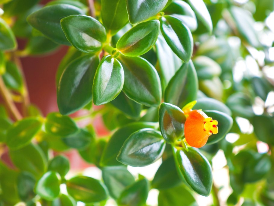 Гипоцирта Монетная