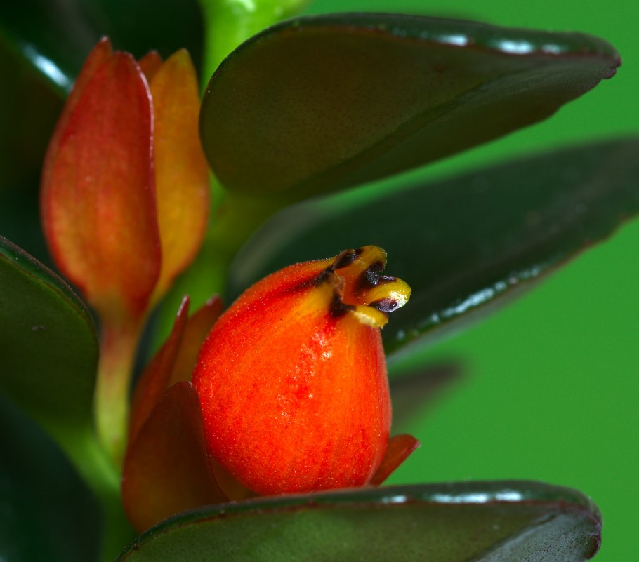 Нематантус Dibley's Gold