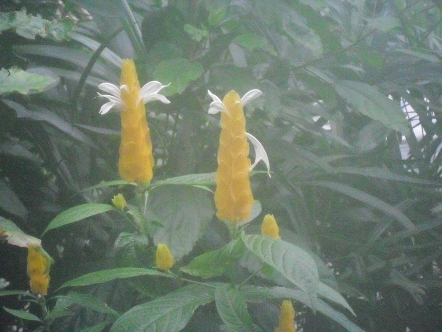 Нематантус грегариус радиканс