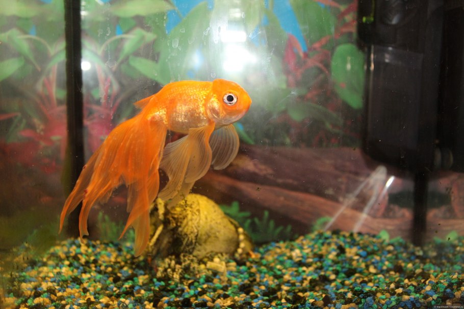 Золотая рыбка
