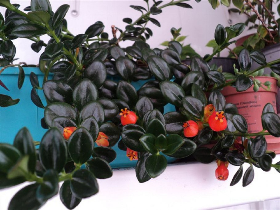 Нематантус грегариус