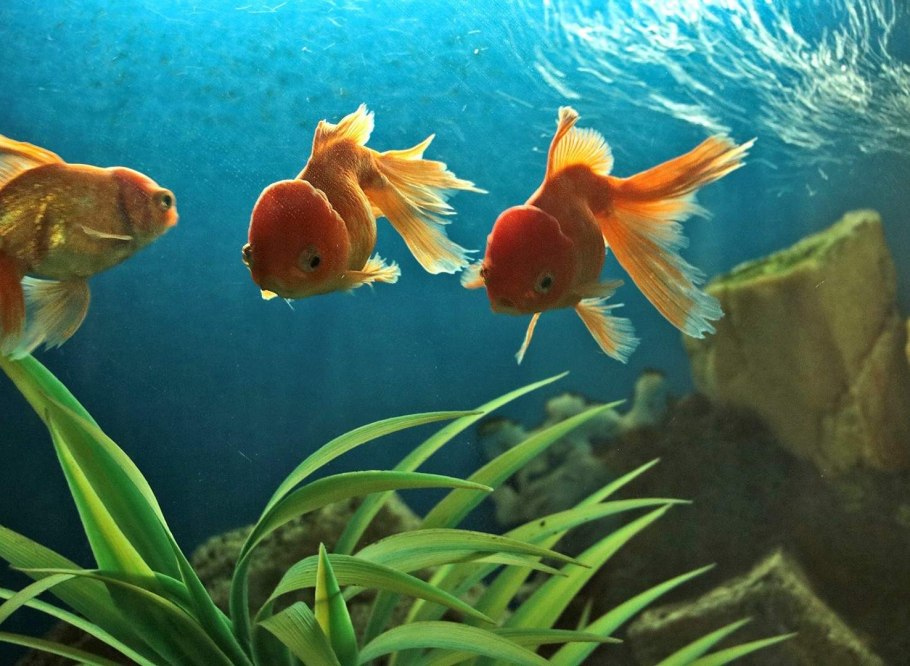 Очень красивые золотые рыбы