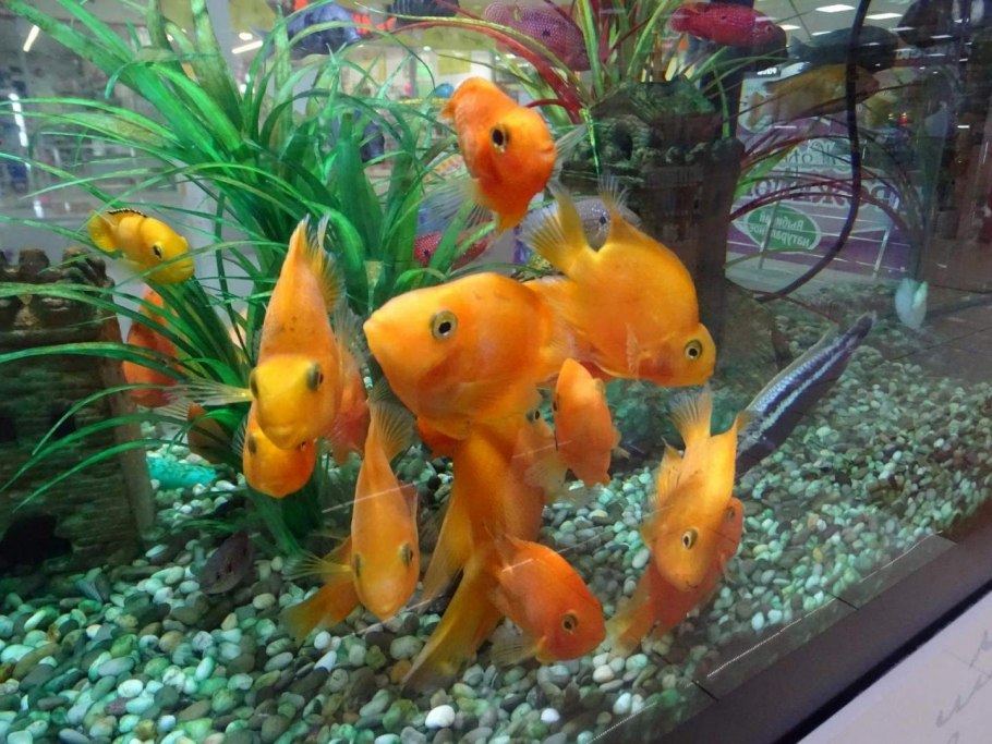 Меченосец вуалехвост