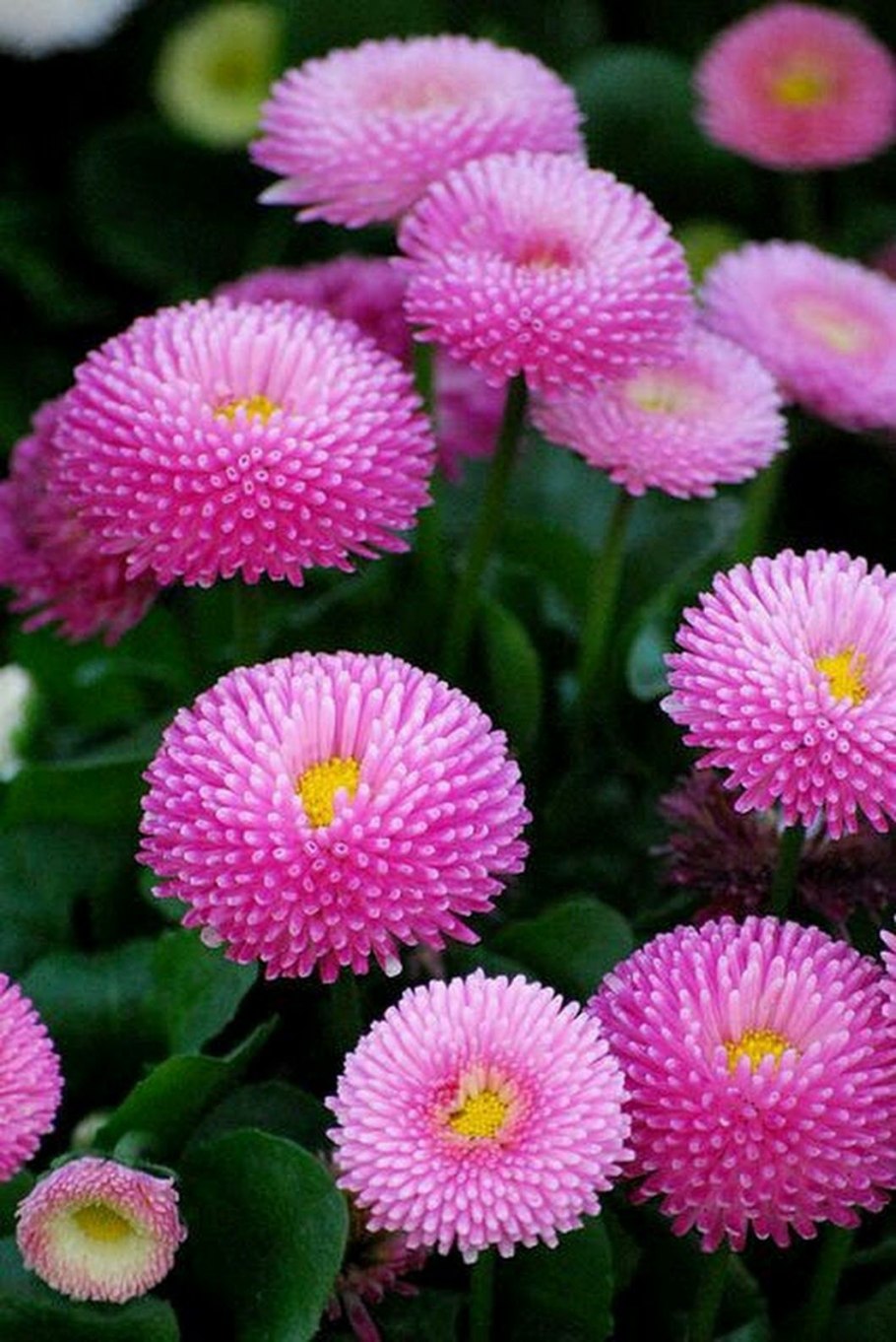Маргаритка многолетняя Bellis perennis