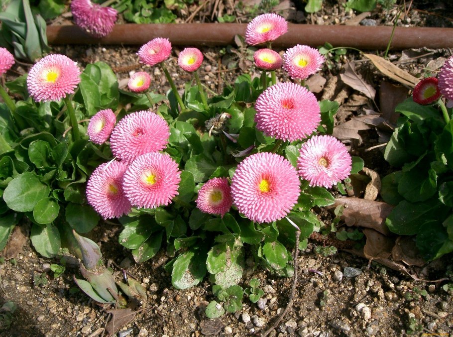 Маргаритка многолетняя Bellis perennis