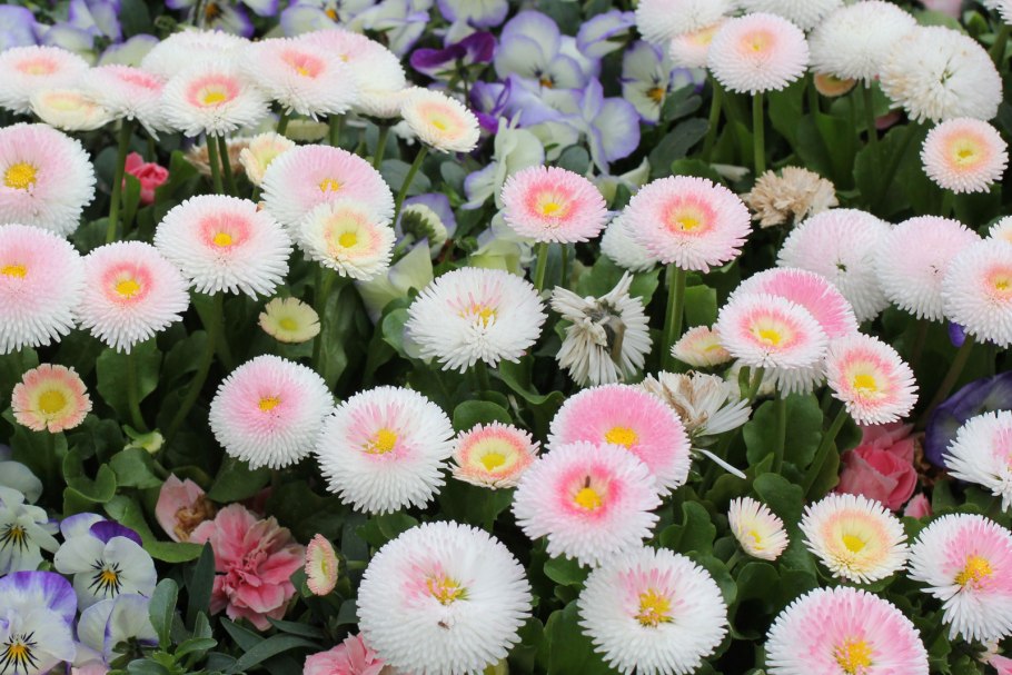 Маргаритка Bellis perennis