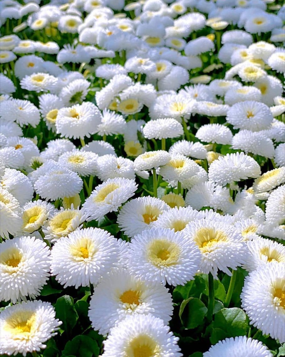 Маргаритка многолетняя Bellis perennis