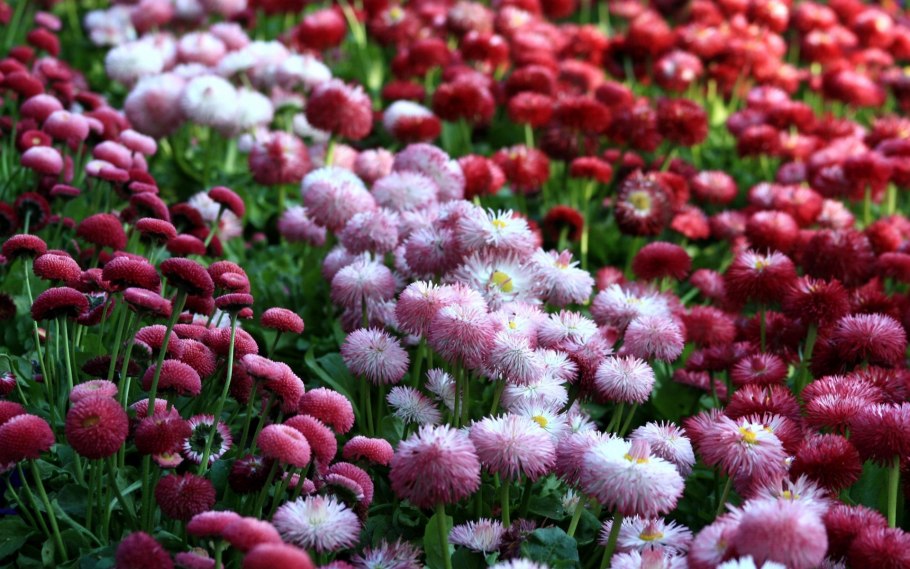 Маргаритка многолетняя Bellis perennis