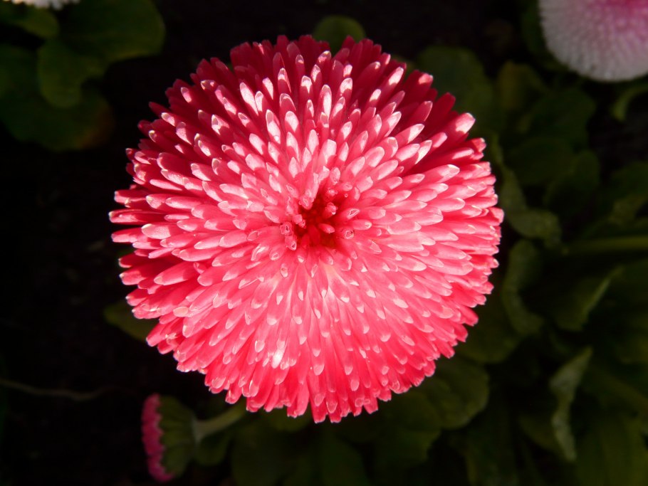 Маргаритка Tasso Pink