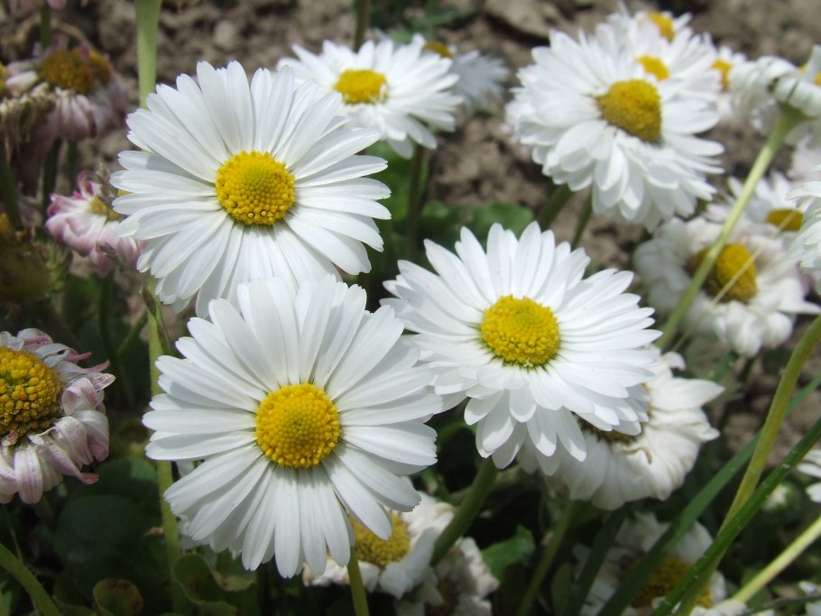 Однолетние маргаритки (Bellis annua)