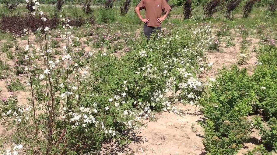 Чубушник место для посадки