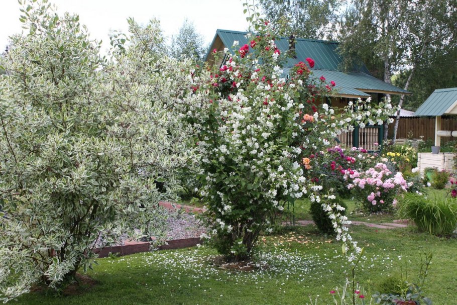 Сирень дерен чубушник