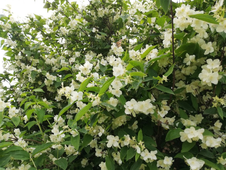 Жасмин рая кустарник