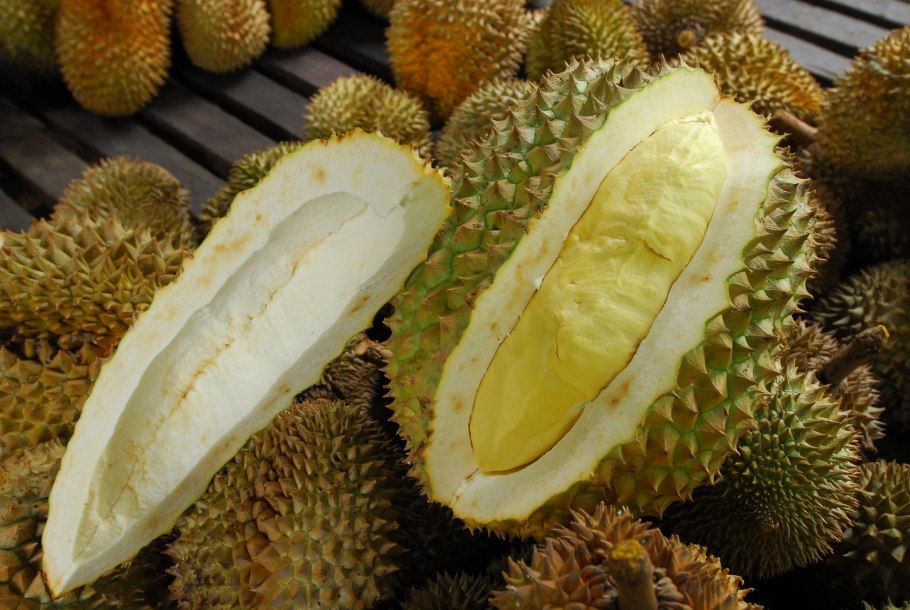 Дуриан цибетиновый