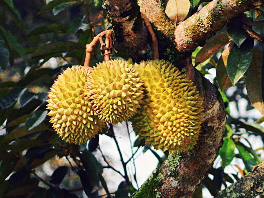 Дуриан цибетиновый